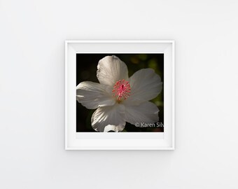 Hawaiian Photography : Native White Hibiscus