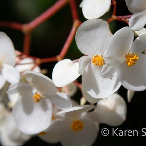 Hawaiian Photography : Tuberous Begonia