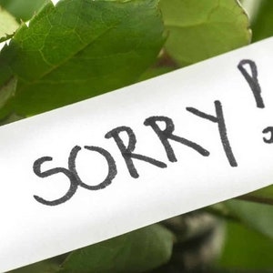 May include: A close-up of a bouquet of roses with a white card that reads "I'M SORRY!" in black handwritten text. The roses are a vibrant pink color, and the leaves are a deep green.
