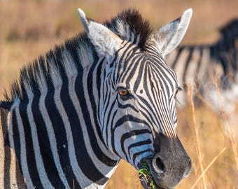 Zebra Portrait Photography Print: African Safari Wildlife Wall Art