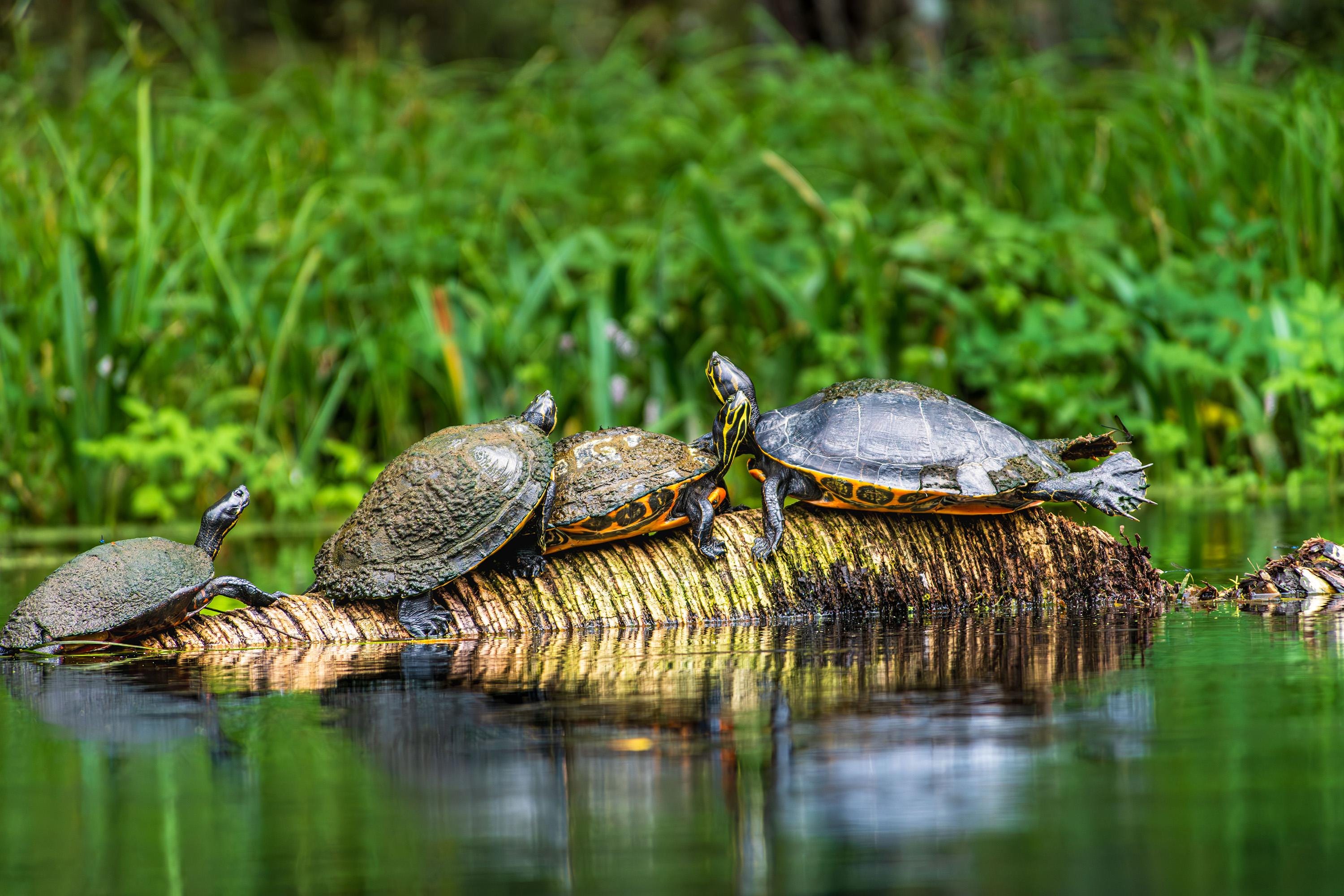Florida Turtles Photography Print: Silver Springs Wildlife Wall Art