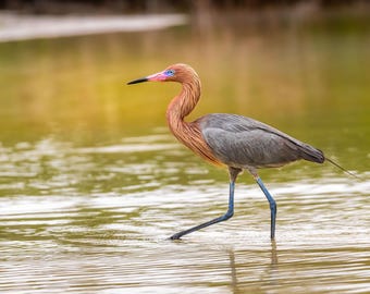 Reddish Egret Photo: Coastal Wading Bird Art, Nature Gift