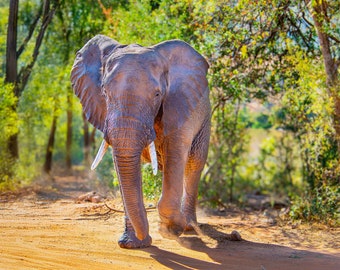 African Elephant Wildlife Photography Print – Majestic Elephant Wall Art from Pilanesberg National Park