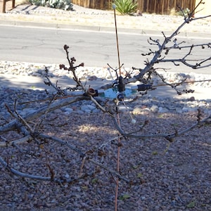 May include: A close-up of a blue and silver electronic device attached to a bare tree branch. The device has multiple wires extending from it, and the branch is surrounded by small, brown twigs.