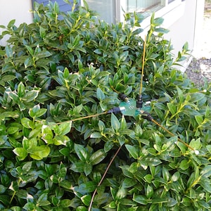 May include: A green circuit board with four copper wires extending out from it. The circuit board is surrounded by green leaves.