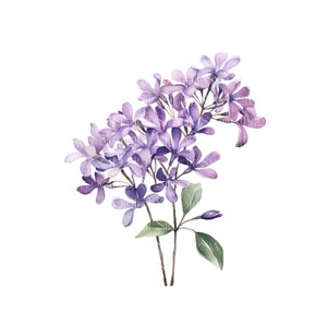 10 Minimalist Flowers ClipArt, Lilacs Flowers, Printable Watercolor clipart, PNGs, Digital Download, Paper craft, Junk Journals