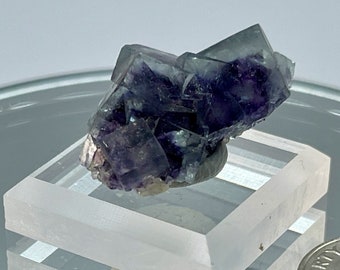 May include: A cluster of purple and green fluorite crystals on a white display stand. The crystals are about the size of a dime.