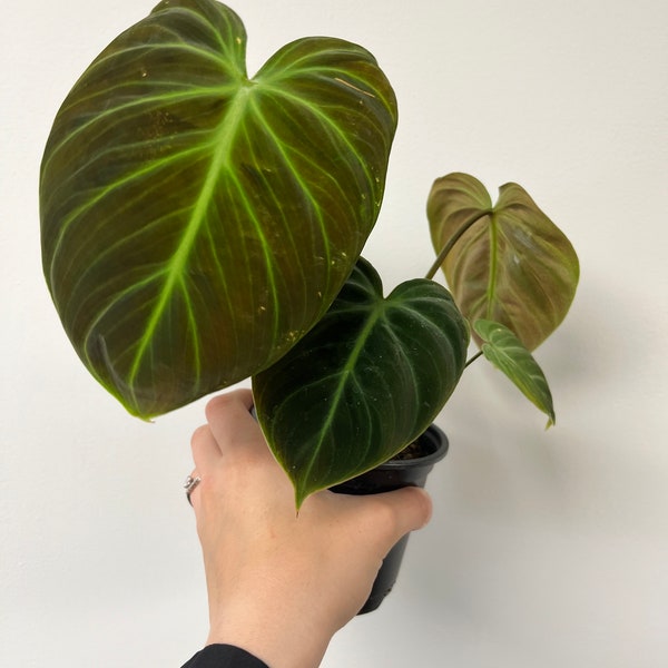 LARGE LEAFED Philodendron ‘El Choco Red’