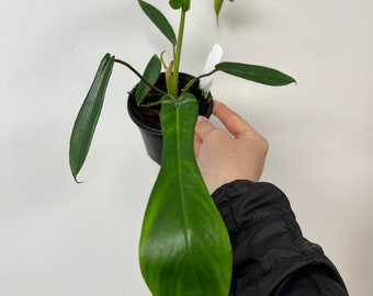 Philodendron ‘Joepii’