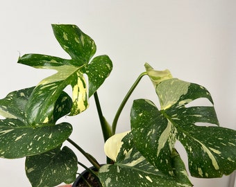 Monstera Thai Constellation (Fully Rooted!)