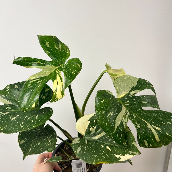 Monstera Thai Constellation (Fully Rooted!)