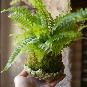 Peut inclure: Une fougère vert vif poussant à partir d'une boule de mousse sphérique, appelée kokedama, nichée dans un bol en céramique texturé, peu profond et vert chiné, doté d'un bord irrégulier et festonné ainsi qu'une finition rustique.