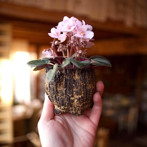 Puede incluir: Una pequeña planta de violeta africana en maceta con flores de color rosa claro y hojas verdes. La planta está en una maceta texturizada de color marrón oscuro y dorado. La maceta está sostenida en la mano de una persona.