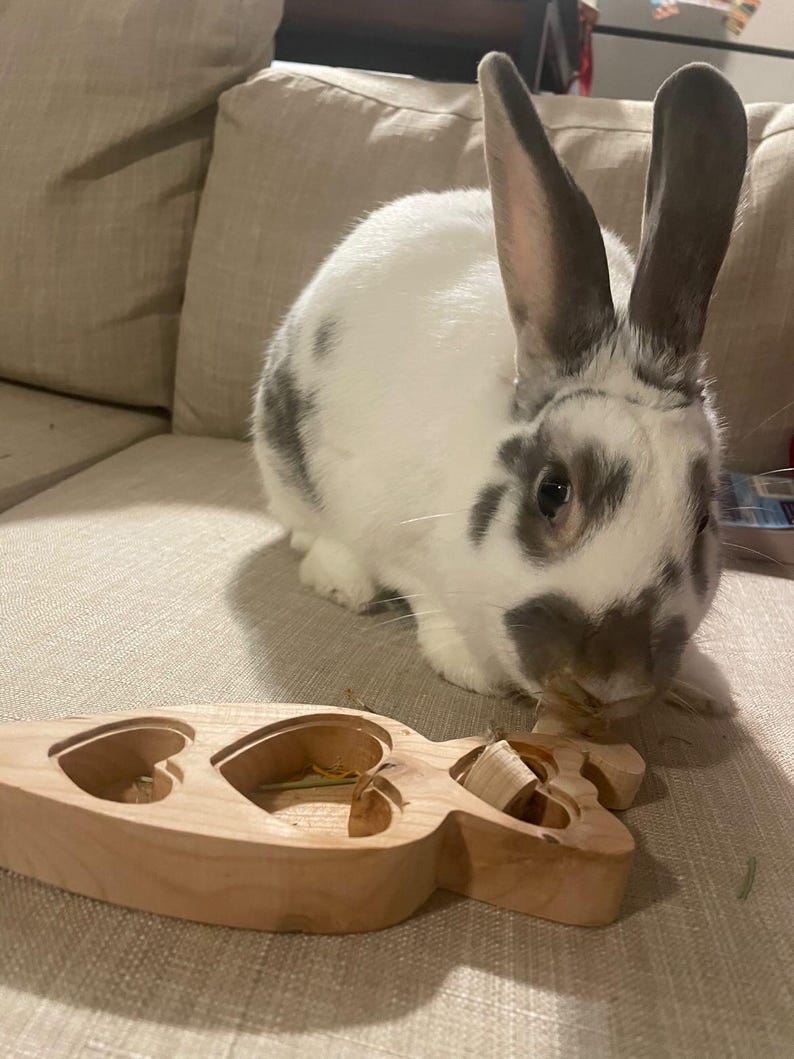 Imperfect Wooden Treat Hider Toy for Bunnies, Rabbit Forage Toy, Bunny ...