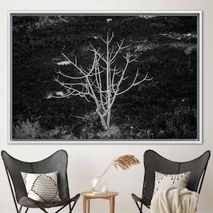 Fotografía de bellas artes, un árbol desnudo solo en un campo, fotografía de naturaleza, fotografía de árboles, fotografía en blanco y negro, tema oscuro