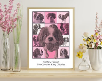 Cavalier King Charles Digital Print | The Many Faces of the Cavalier King Charles Pink