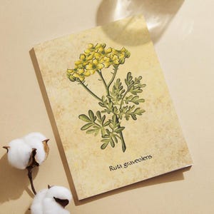 Rue, Ruta graveolens, Botanical Illustration Herbal Print, Cozy cottage decor (A4 PDF) | Magical herbs, Herbalism, Witchy grimoire insert