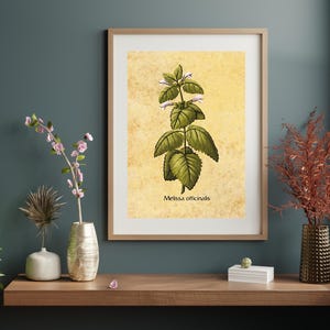 以下が含まれることがあります： メリッサオフィシナリスの額入り植物画。緑の葉と小さな紫色の花を持つ植物の詳細なイラストが特徴です。プリントは黄色の背景で、木製のフレームに入っています。