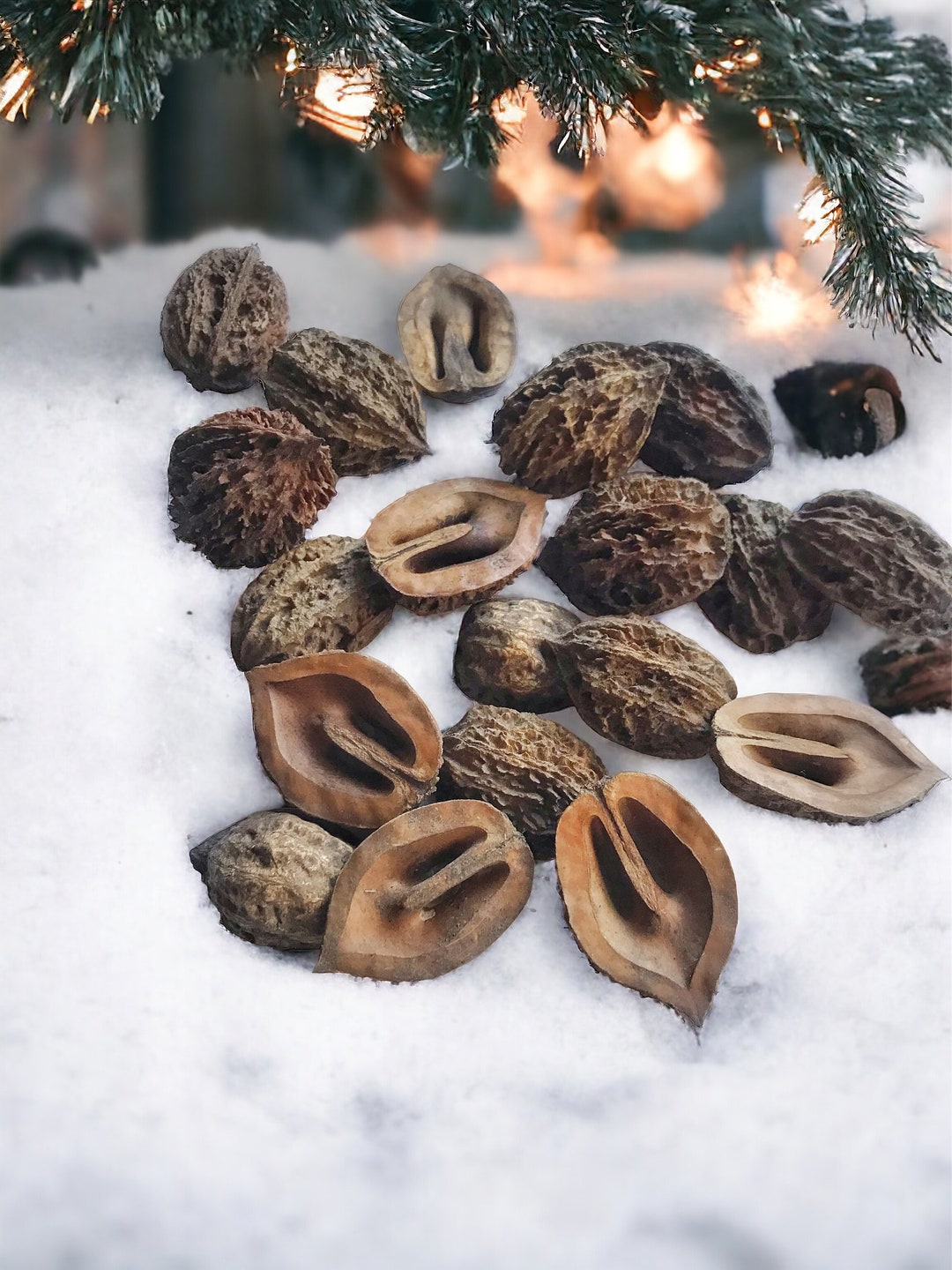 25 Manchurian Walnut Halves Walnut Shell for Crafts, Forest Decor ...