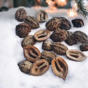 25 Manchurian Walnut Halves Walnut Shell for Crafts, Forest Decor, Natural Decor, Vase Filler, Craft Supplies, Wooden Decor Dry Plants