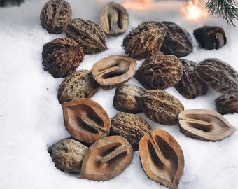 20+ Manchurian Walnut Halves Walnut Shell for Crafts, Forest Decor, Natural Decor, Vase Filler, Craft Supplies, Wooden Decor Dry Plants