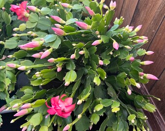 Christmas/Thanksgiving Cactus Cuttings