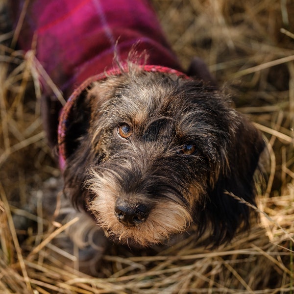 Wärmender Winter Hundemantel reine Schurwolle hochwertig plastikfrei wasserabweisend Unterbauchschutz Dackel kuschelig  individuell schick