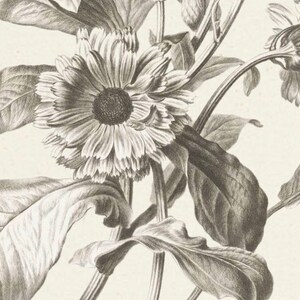 Puede incluir: Una ilustraci&oacute;n bot&aacute;nica en blanco y negro de una sola flor con m&uacute;ltiples hojas. La flor tiene un centro grande y redondo y muchos p&eacute;talos.
