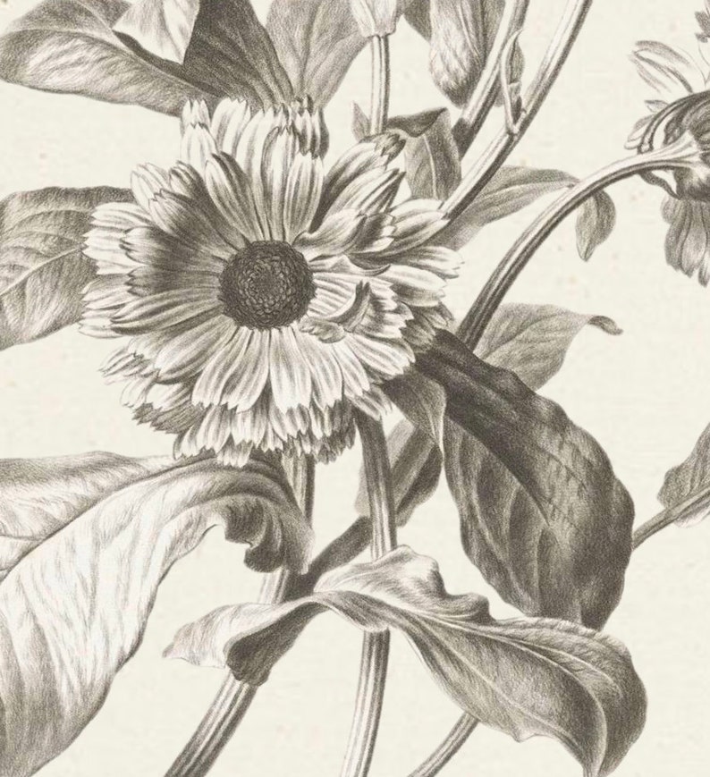 Puede incluir: Una ilustraci&oacute;n bot&aacute;nica en blanco y negro de una sola flor con m&uacute;ltiples hojas. La flor tiene un centro grande y redondo y muchos p&eacute;talos.