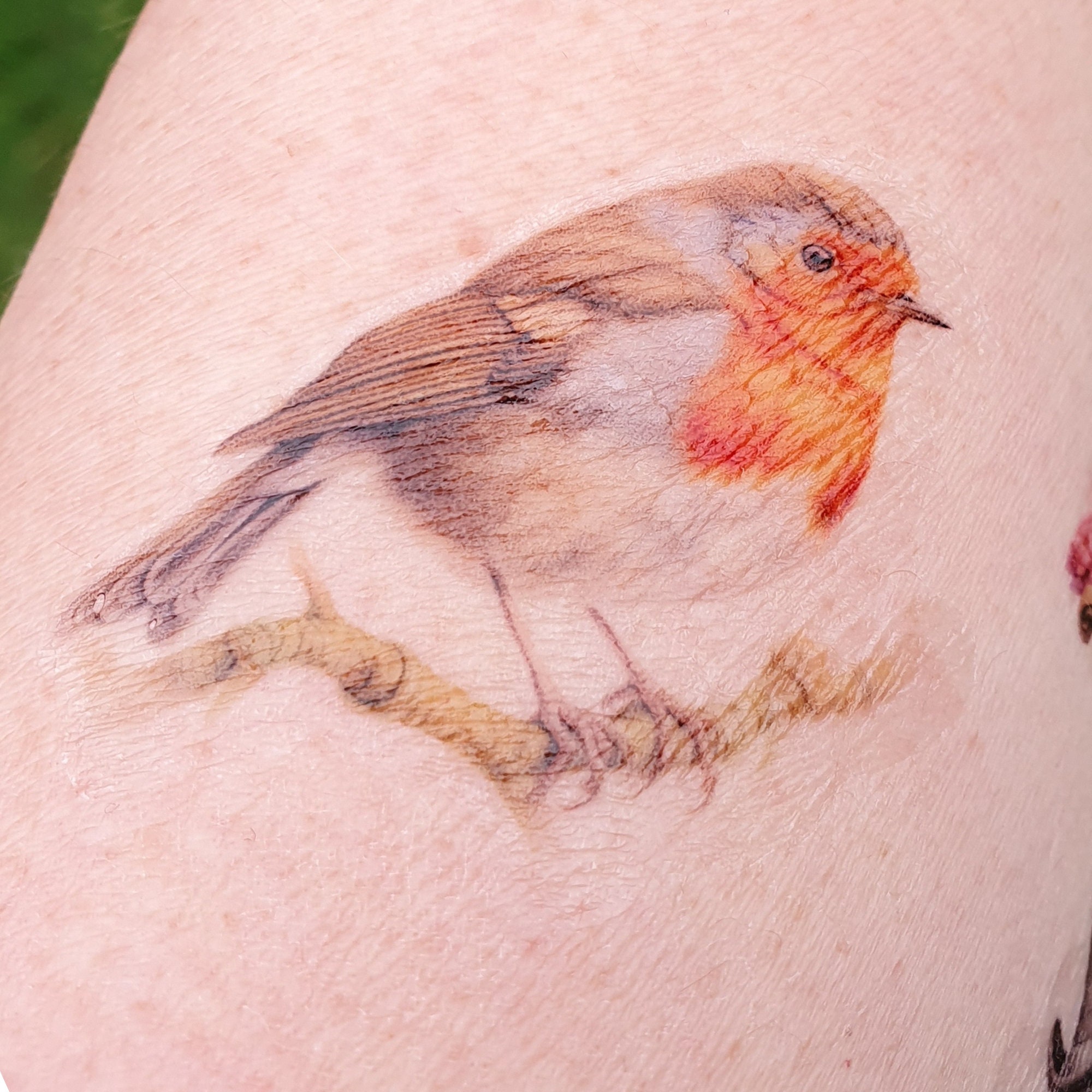 Calf tattoo of an american robin by Rob Green.