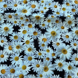 Daisies on Black Floral  Fabric