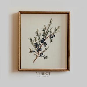 Può includere: Un'illustrazione botanica incorniciata di un ramo con bacche blu scuro e foglie verdi su uno sfondo crema. La cornice è in legno marrone chiaro.