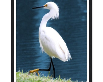 Print sneeuwreiger: kustvogelfotografie, ingelijste muurkunst