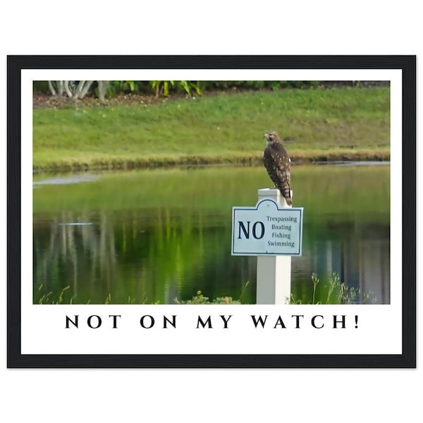 Watchful Red Tailed Hawk, Wildlife, Wall Art