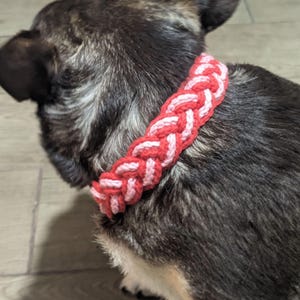 Peut inclure: Un collier tressé pour chien, rouge et rose clair. Le collier est fait d'un fil épais et texturé, porté autour du cou d'un chien au pelage foncé. Un accessoire vibrant.