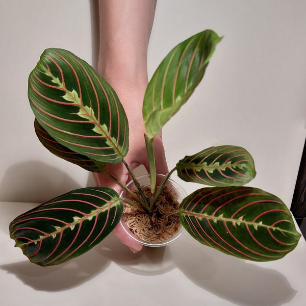 Maranta Leuconeura "Fascinator"/Rouge/ "Red Stripe"