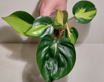 Philodendron "Brazil"/ Scandens "Brazil"