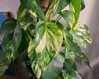 Epipremnum Aureum/ Golden Pothos