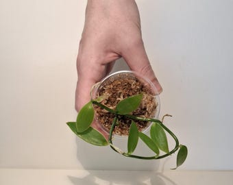 Vanille/Vanilla Planifolia