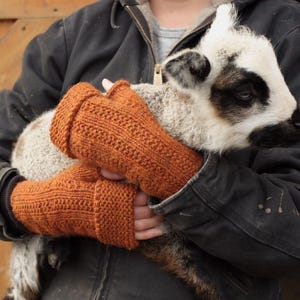 Könnte beinhalten: Ein Paar rostfarbene Strick-Fingerhandschuhe. Die Handschuhe haben eine gerippte Manschette und ein strukturiertes Strickmuster auf der Hand. Die Handschuhe werden von einer Person gehalten, die ein kleines Lamm hält.