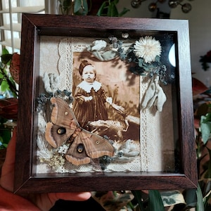 8"x8" Shadowbox with Real Moths and Circus Photo, Insects, Art, Home Decor, Oddities, Curiosities, Spooky, Entomology, Gothic, Dark Academia