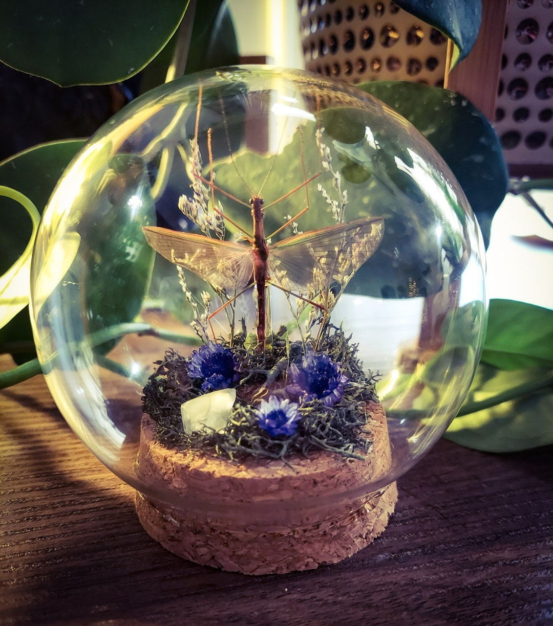 3 Glass Dome Terrarium With Real Stick Bug and Preserved - Etsy
