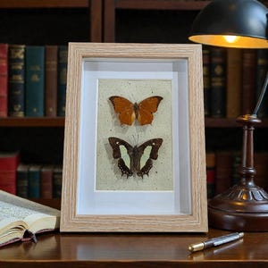 May include: A framed display featuring two butterflies. The top butterfly is orange, and the bottom one is dark brown with green and white markings. The frame is light wood, and the background is a neutral beige.