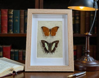 Simple Butterfly Shadowbox Frames *Select Option*