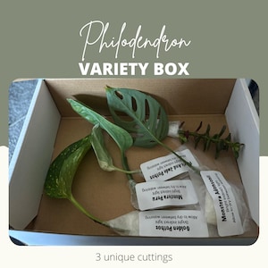 House plant Mystery Box | Philodendron Plant Cuttings | Plant Clippings for Propagation | Starter Plants | Indoor Beginner Plant Bundle