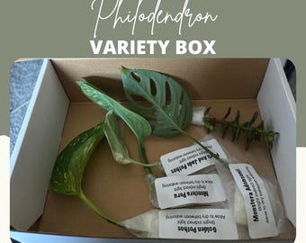 Caja sorpresa de esquejes de filodendro / Kit de iniciación para la propagación de plantas raras
