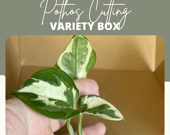 Pothos Cutting Variety Box, Indoor Plant Cuttings