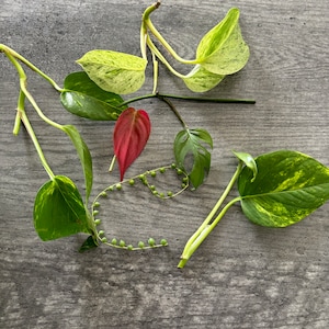 Plant Gift Box | House Plant Variety Box | Bulk Plant Cuttings | Plant Clippings | Unrooted Cuttings | Mystery Plant Cutting Box | US Seller