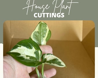 House Plant Cuttings | Pothos, Monstera, ZZ & More
