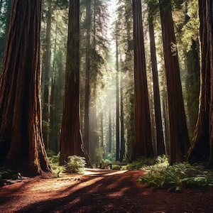 Pode incluir: Um caminho que atravessa uma floresta densa de altas árvores de sequoia. A luz do sol atravessa a copa das árvores, iluminando o caminho e criando uma sensação de mistério e maravilha.